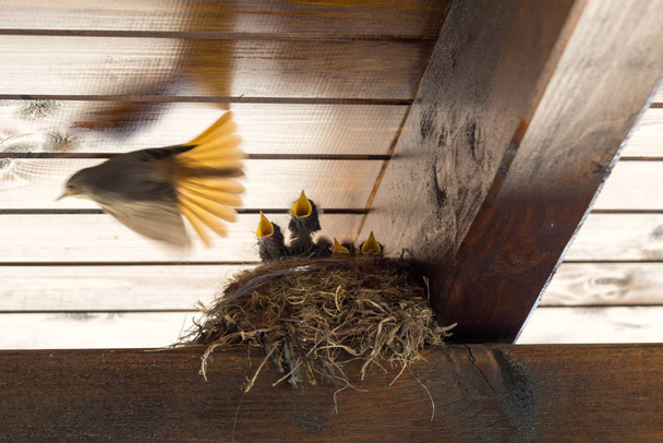 巣の中の赤ちゃん鳥。スロバキア - 写真・画像