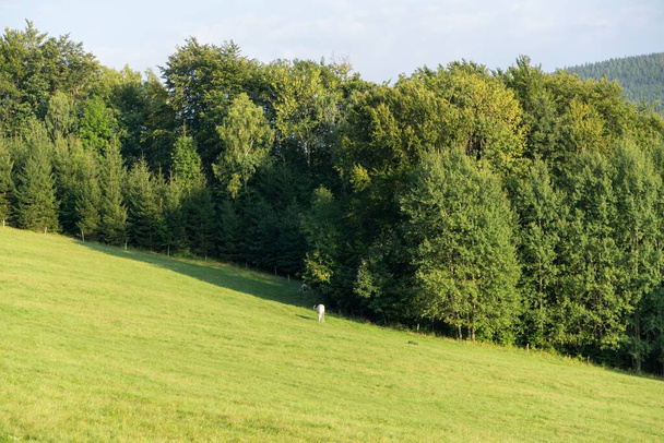 mooie lenteheuvel met bomen - Foto, afbeelding