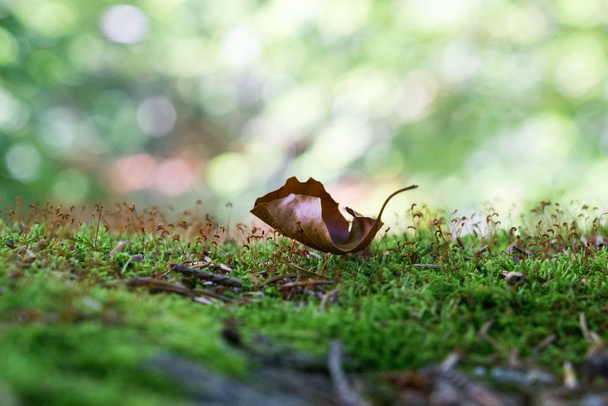 close-up shot droog blad op weelderig groen mos - Foto, afbeelding