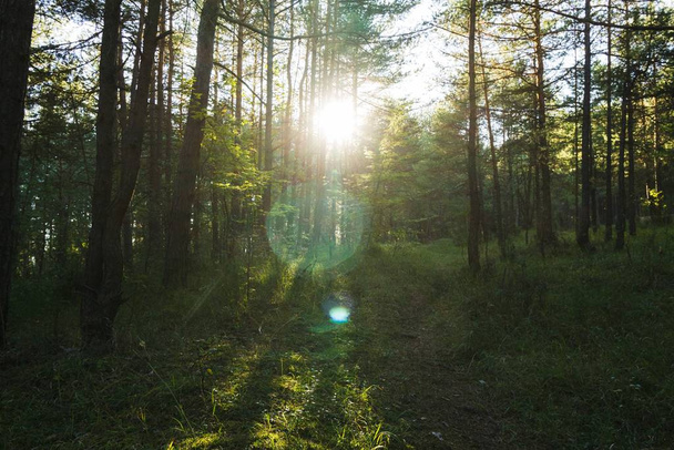 syksyn puut metsässä, Slovakia
 - Valokuva, kuva