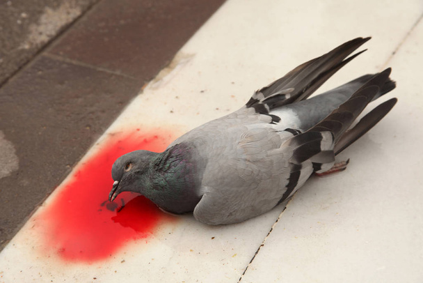 Мертвый голубь на тротуаре
 - Фото, изображение