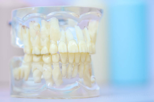 Прозрачная модель челюсти человека с постоянными и лиственными зубами
  - Фото, изображение