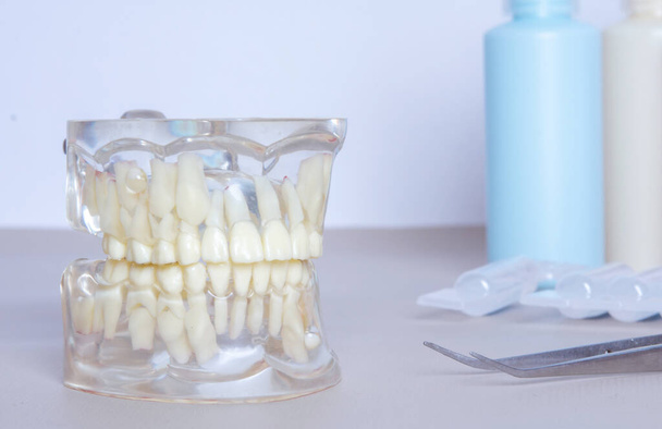Az emberi állkapocs átlátszó modellje állandó és lombhullató fogakkal  - Fotó, kép