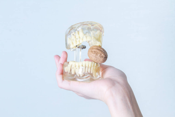 永久とミルクの歯を持つ人間の顎の人工シリコンモデルはクルミをつかむ. - 写真・画像