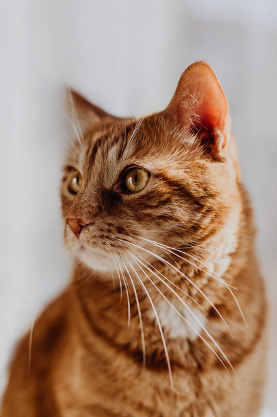 close up portrait of cute red hair cat at home - Foto, imagen