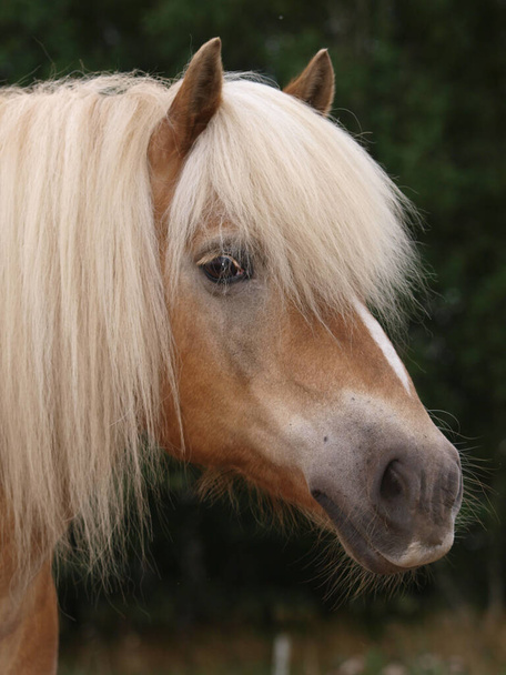 Un coup de tête d'un magnifique cheval Haflinger avec une longue crinière de lin
. - Photo, image