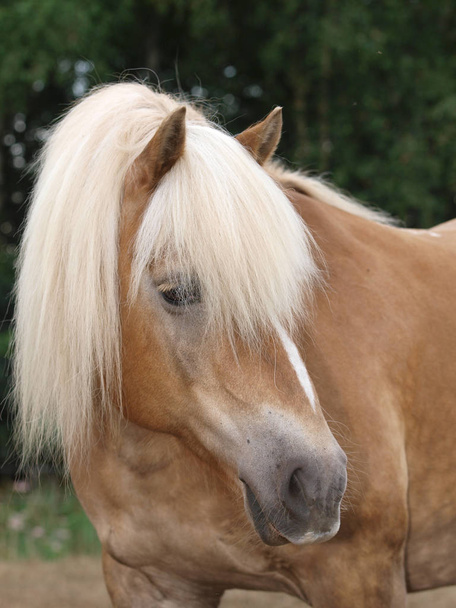 Un coup de tête d'un magnifique cheval Haflinger avec une longue crinière de lin
. - Photo, image