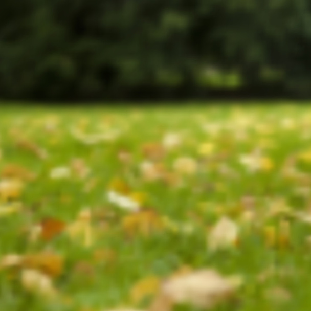 Vector borrosa otoño pradera fondo
 - Vector, Imagen