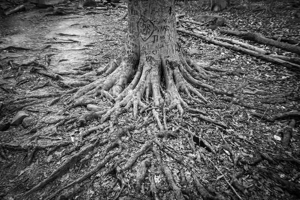 Nimikirjaimet kaiverrettu puunrunkoon, jonka juuret ovat levinneet maahan
. - Valokuva, kuva