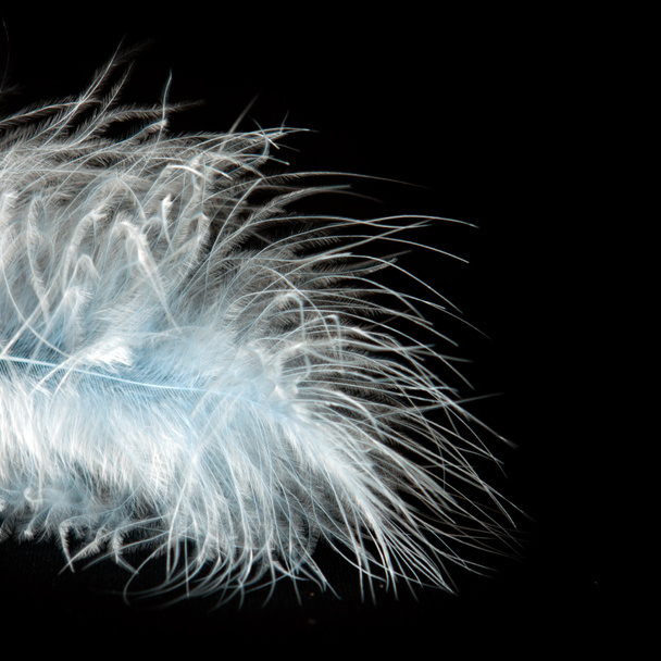 Beautiful white feather isolated on black background. - Foto, imagen