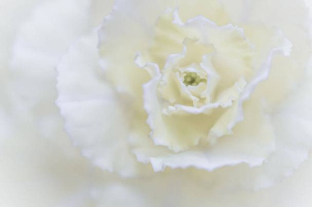 Art rétro, carte vintage et concept botanique - Fond floral abstrait, fleur d'oeillet blanche. Macro fleurs toile de fond pour le design de la marque de vacances
 - Photo, image