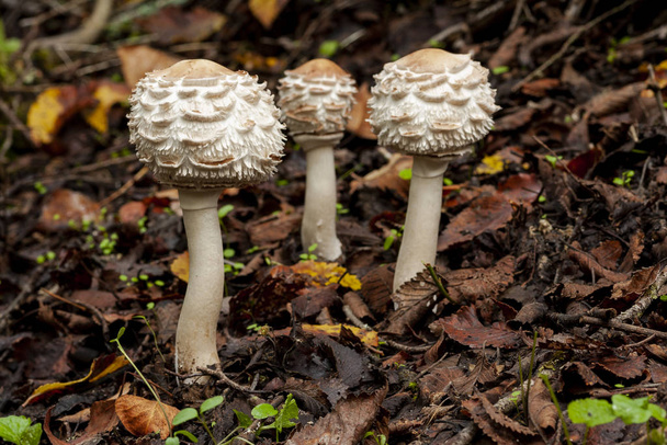 Rhacodos de macrolepiota que crecen en el suelo del bosque en otoño. León, España
 - Foto, Imagen