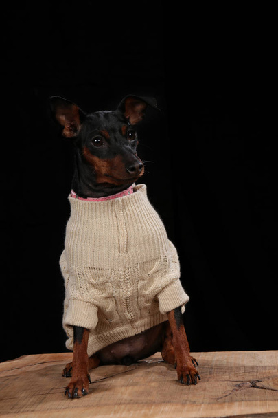Pes s vlněným kabátem na dřevěném prkně před černým pozadím s otevřenými ústy - Fotografie, Obrázek