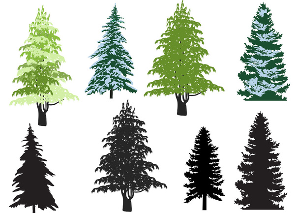 eight firs isolated on white - Vector, Image