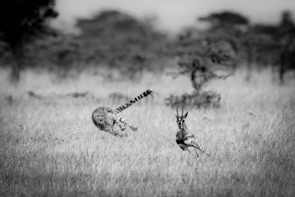 Un ghepardo insegue una gazzella di Thomson in una radura tra fischi di acacia spinosa. Ha pelo dorato coperto di macchie nere, e la sua coda è buttata fuori con un angolo per equilibrio. Girato con una Nikon D850 nella Masai Mara in Kenya nel luglio 2018
 - Foto, immagini