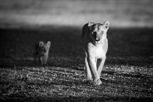 Bir dişi aslan gün doğumunda çakıllı bir pist boyunca yürür, onu genç yavrusu izler. İkisinin de sabahın erken saatlerinde ışıldamak için yapılmış altın paltoları var. Mayıs 2019 'da Tanzanya' daki Serengeti Milli Parkı 'nda Nikon D850 ile vuruldu. - Fotoğraf, Görsel