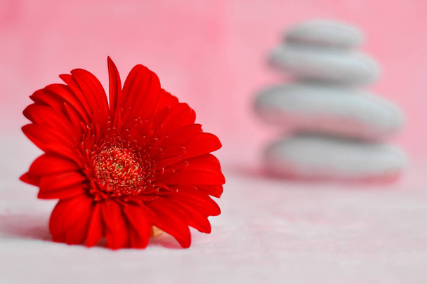 Spa background pink, with red gerberas and white stones. Zen, meditation, harmony, calm. Selective focus, place for text. - Valokuva, kuva