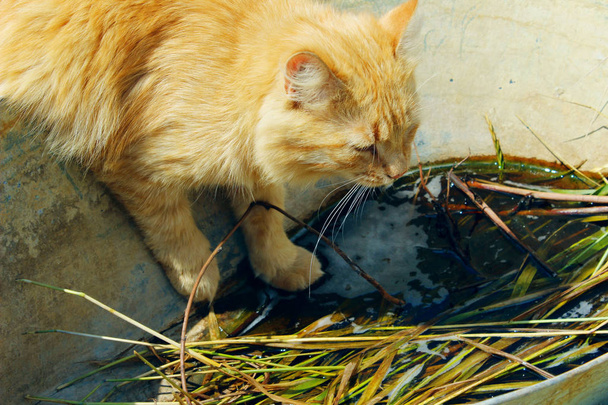 Obdachlose Katze trinkt Wasser aus einem schmutzigen Tank im Freien. Haustiere, Tierkonzept. - Foto, Bild