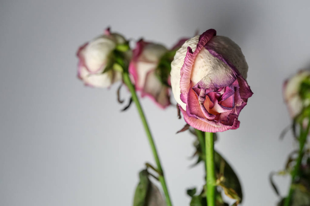 Dried roses, faded flowers. - Photo, Image