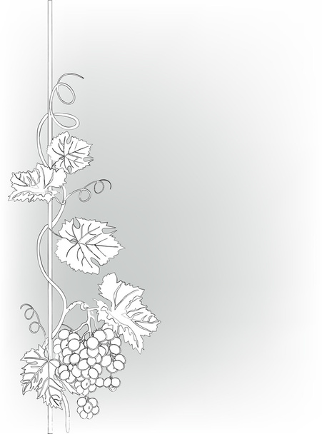 illustration grise avec raisins et vignes
 - Vecteur, image