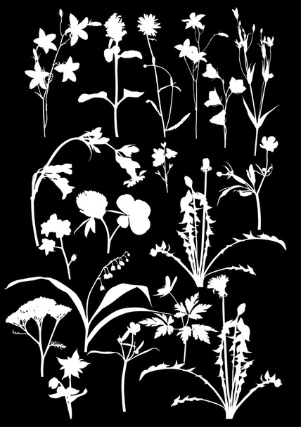 many wild flowers on black - Vector, Image