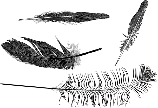 four black feathers collection on white - Vector, Image