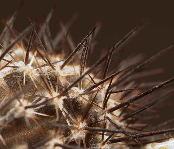 Cactus Echinopsis (Setiechinopsis) mirabilis - Valokuva, kuva