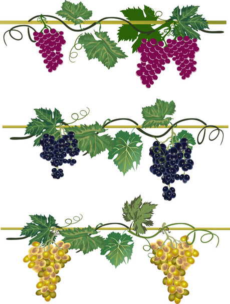 drie kleuren druiven collcetion - Vector, afbeelding