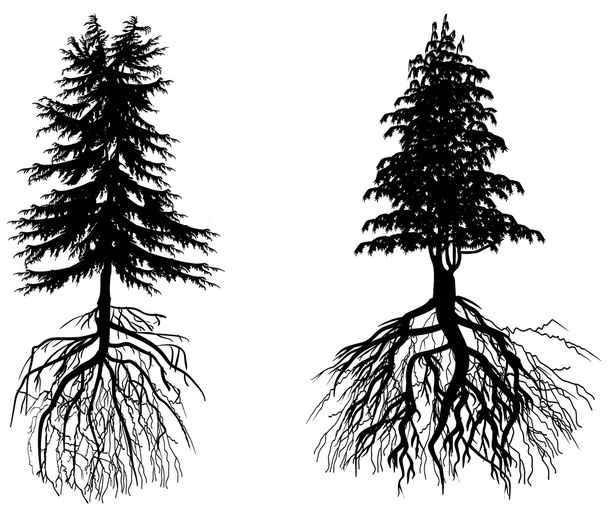 two firs with roots isolated on white - Vector, Image