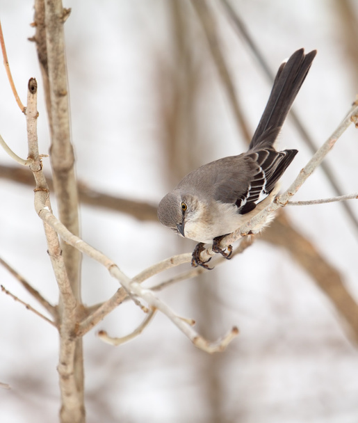 Northern Mockingbird, Mimus polyglottos - Φωτογραφία, εικόνα