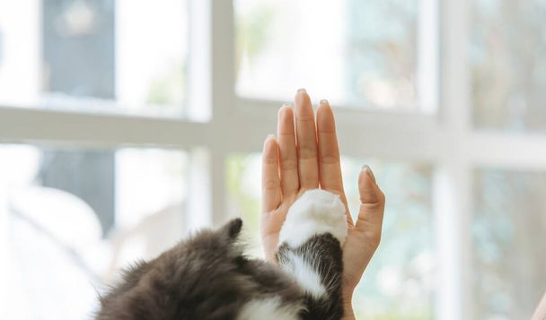 Woman and cute cat raising paw giving a high five at home. pet lover concept - Valokuva, kuva