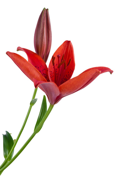 Red lily isolated - Photo, Image