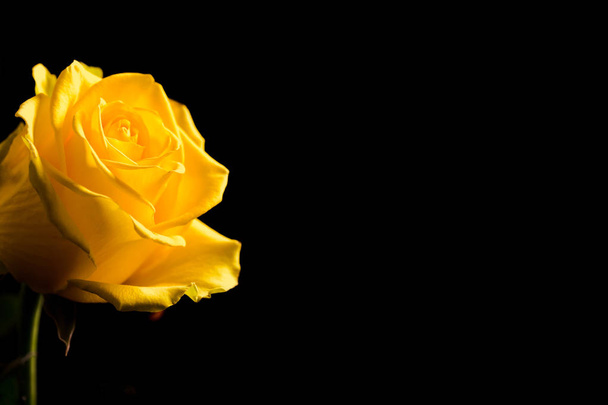 Piękny żółty pączek róży zbliżyć na czarnym tle. Streszczenie tła dla kart sezonowych, plakatów, blogów i projektowania stron internetowych. Romantyczna i miłosna koncepcja. Przestrzeń kopiowania - Zdjęcie, obraz