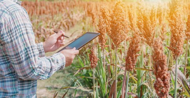 Agriculteur utilisant une tablette pour vérifier la qualité des cultures agricoles dans les champs. Récolte automnale de maïs en automne
. - Photo, image