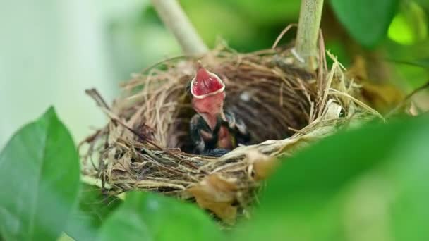 zbliżenie materiał filmowy nowo narodzonego ptaka czekającego na mamę karmiącą się w gnieździe - Materiał filmowy, wideo