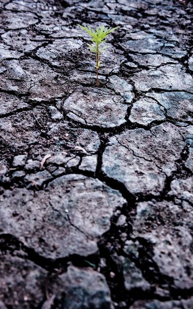Soil drought cracked and dry. World Environment Day. Save earth save life. Natural background and texture - Fotografie, Obrázek