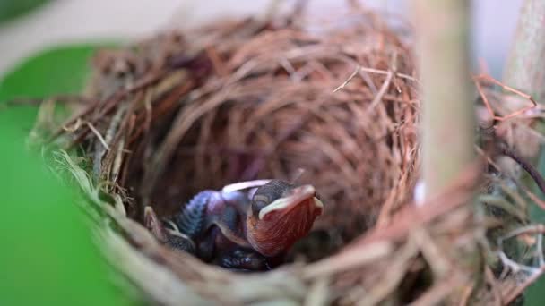 lähikuva-aineisto vastasyntyneestä linnusta odottamassa äidin ruokintaa pesässä
 - Materiaali, video