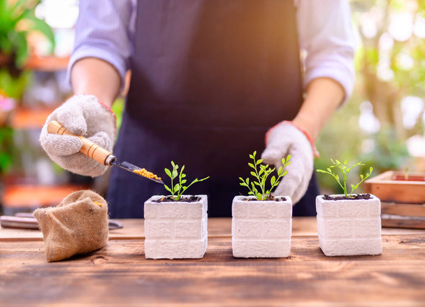 Gardener planting the tree and growth up. Home gardening nature and environment hobby. Relax and recreation on spring harvest season at home. - Photo, Image