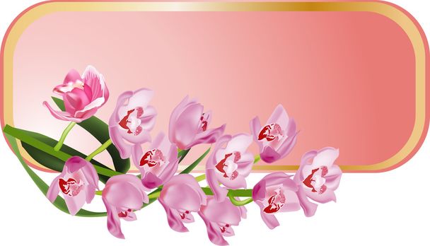 isolated frame with pink orchids - Vector, Image