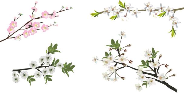 kokoelma eristetty Sakura oksat
 - Vektori, kuva