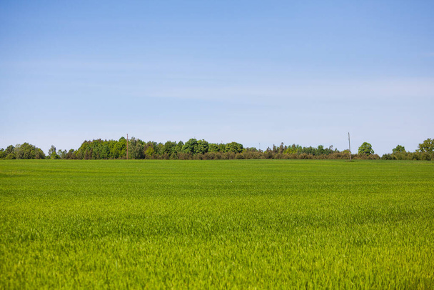 Вид на сельский луг со свежей зеленой пышной травой в Латвии, Европе. Сельское сельское хозяйство пастбища. Природный пейзаж с голубым небом, деревья и кусты на заднем плане
. - Фото, изображение
