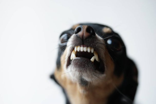 Close-up irritado pouco cão preto de brinquedo terrier raça em um fundo branco.Foto macro, foco seletivo
. - Foto, Imagem