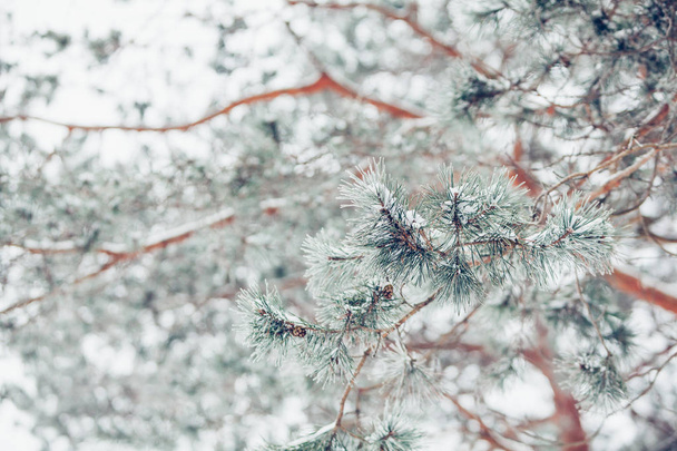 Beautiful winter snowy pine tree branch covered with snow at frosty afternoon	 - Foto, afbeelding