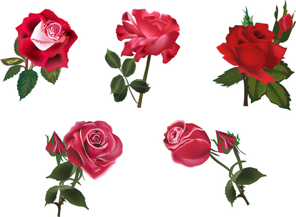 fünf isolierte rote Rosen Sammlung - Vektor, Bild