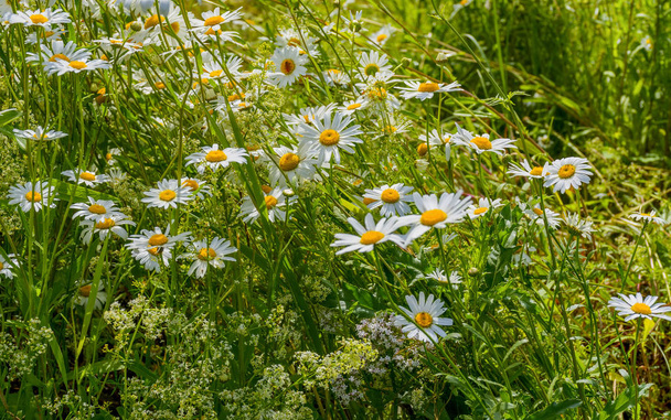 Луг ромашки, валерианы, малины и других полевых цветов на поляне в летний день
.  - Фото, изображение