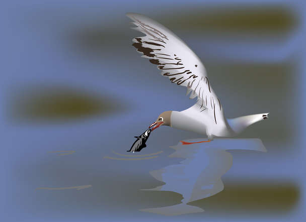 gaivota captura pequeno peixe na água
 - Vetor, Imagem