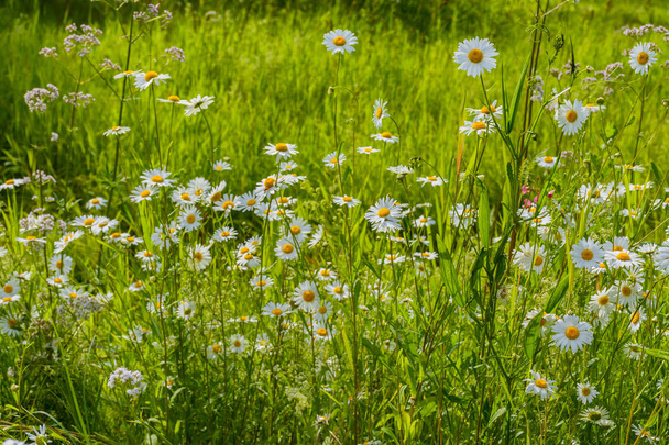 Meadow chamomile, valerian, raspberry and other wildflowers on a glade on a summer day.  - Photo, Image