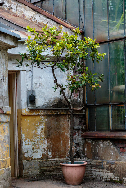 citrus tree growing in pot outside, old building and winter garden background   - Фото, изображение