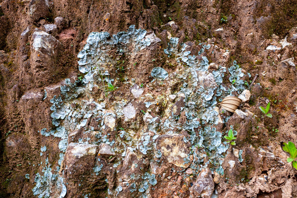 Lichen op de Steen- en Grondmuur in de buurt van het Paramo in het beschermde natuurgebied Belmira, Antioquia - Foto, afbeelding