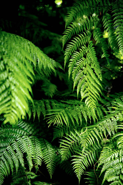 森の中の緑のシダ。緑のシダの写真 - 写真・画像